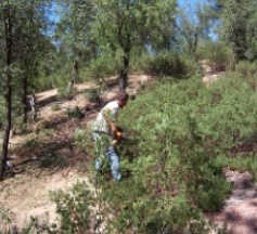 wildfire landscaping mitigation